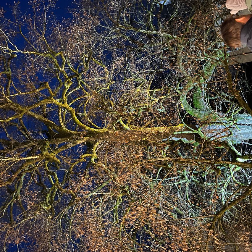 Eine Draufsicht auf einen großen Baum mit blauem Himmel im Hintergrund. Der Baum hat spärliche Äste mit etwas Moos und gelben Flecken.
