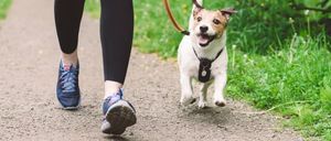 Eine Person läuft mit einem kleinen Hund an der Leine auf einem Kiesweg. Der Hund ist aufgeregt und läuft voraus.
