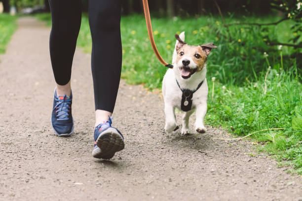 Eine Person läuft mit einem kleinen Hund an der Leine auf einem Kiesweg. Der Hund ist aufgeregt und läuft voraus.