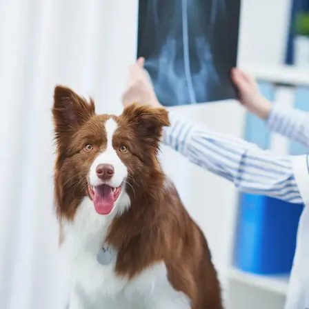 Ein Hund mit braun-weißem Fell wird von einem Tierarzt untersucht, der ein Röntgenbild in der Hand hält.