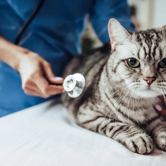 Ein Tierarzt untersucht eine Katze mit einem Stethoskop, die Katze liegt auf einem weißen Untersuchungstisch, und der Tierarzt trägt ein blaues Uniform.