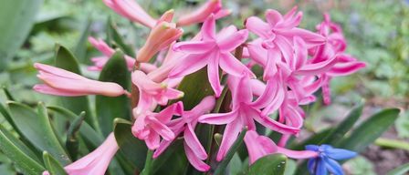 Ein Nahaufnahme von rosa Hyazinthenblüten mit einigen blauen Blüten in der Nähe, umgeben von üppigem grünem Laub.