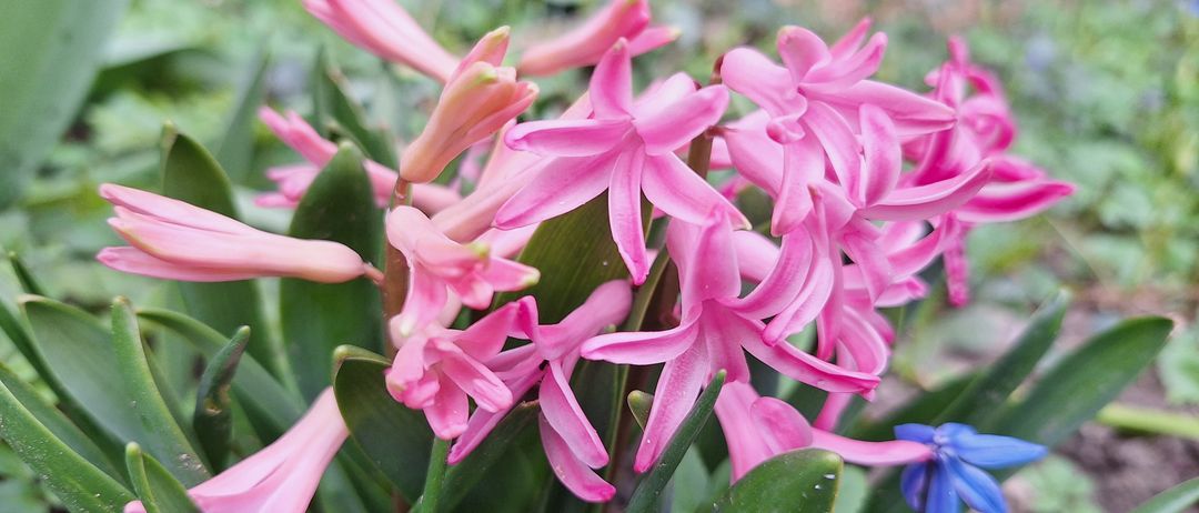 Ein Nahaufnahme von rosa Hyazinthenblüten mit einigen blauen Blüten in der Nähe, umgeben von üppigem grünem Laub.