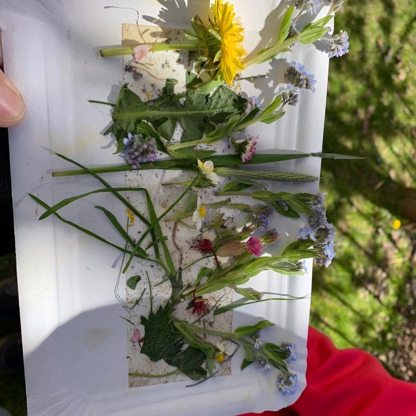 Ein weißer Teller zeigt eine Auswahl an Wildblumen und grünen Blättern an einem sonnigen Tag. Verschiedene Blumen, einige in Blüte, sind in einer Anordnung auf dem Teller platziert.