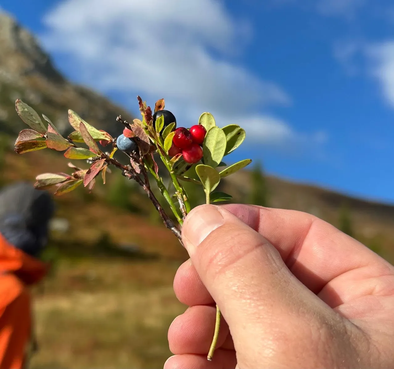 Eine Hand hält einen kleinen Zweig mit roten und blauen Beeren vor dem Hintergrund eines Berges und blauen Himmels.