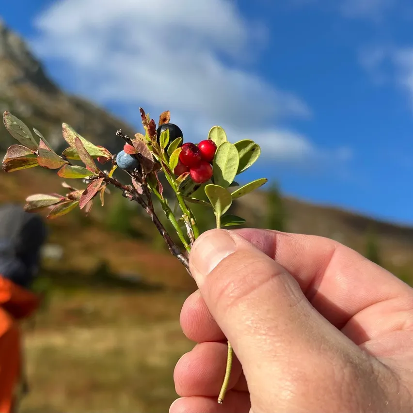 Eine Hand hält einen kleinen Zweig mit roten und blauen Beeren vor dem Hintergrund eines Berges und blauen Himmels.