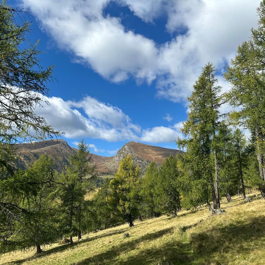 Eine friedliche Landschaft mit hohen Bäumen und einem klaren blauen Himmel mit verstreuten Wolken. Im Vordergrund befindet sich ein Grasbereich mit einigen Bäumen. In der Ferne gibt es Berge unter einem blauen Himmel.