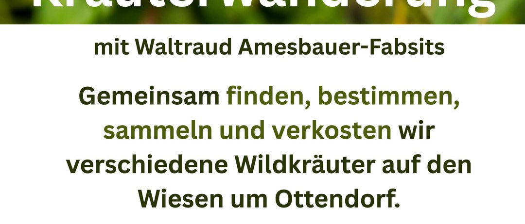 Plakat für eine geführte Kräuterwanderung mit Waltraud Amesbauer-Fabsits. Es zeigt weiße Blumen und grüne Blätter. Der Text auf dem Plakat lautet: Gemeinsam finden, bestimmen, sammeln und verkosten wir verschiedene Wildkräuter auf den Wiesen um Ottendorf. Freitag, 16. Mai um 16 Uhr Gesundheitszentrum Ottendorf Dr. Rosa Maria Ernst | Ottendorf 31 Freiwillige Spende