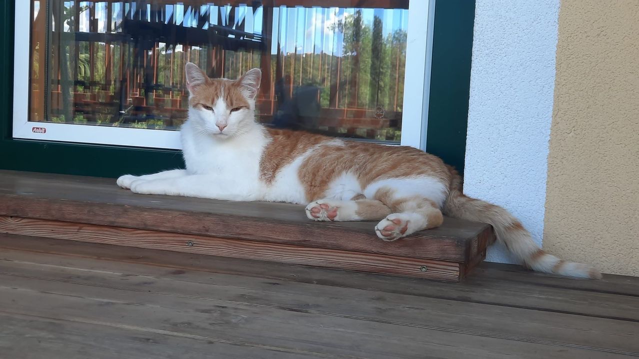 Eine weiß-orange Katze liegt auf einer Holzbank draußen in der Nähe einer Glastür.