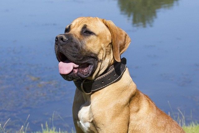 Ein brauner Hund mit schwarzem Halsband sitzt am See, Zunge herausgestreckt, und schaut nach links.