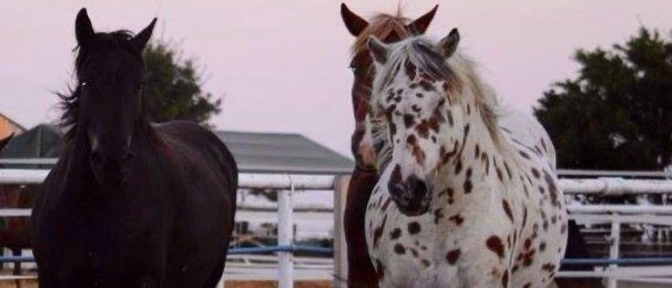 Bild enthält, Andalusian Horse, Animal, Horse, Mammal, Stallion, Colt Horse