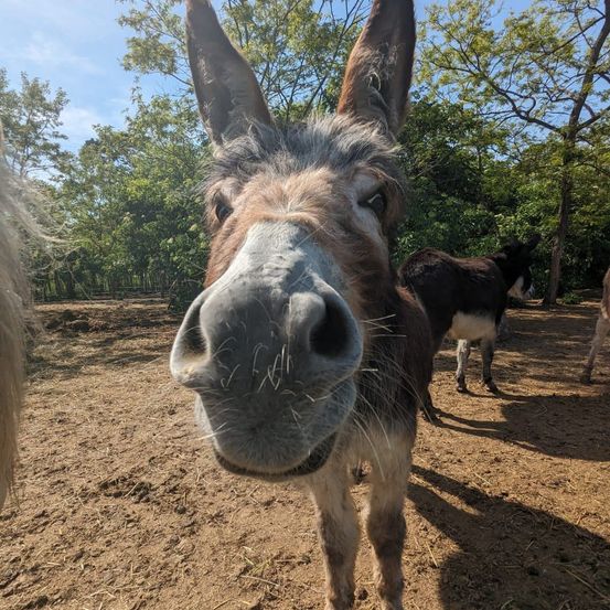 Bild enthält, Soil, Vegetation, Tree, Animal, Mammal, Pig, Donkey, Outdoors, Grass, Nature