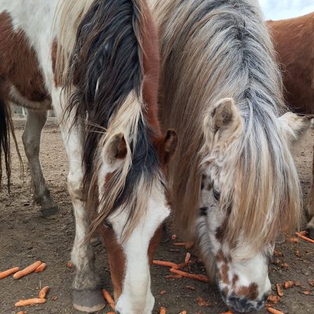 Bild enthält, Animal, Colt Horse, Horse, Mammal, Outdoors, Person