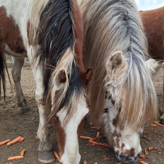 Bild enthält, Animal, Colt Horse, Horse, Mammal, Outdoors, Person