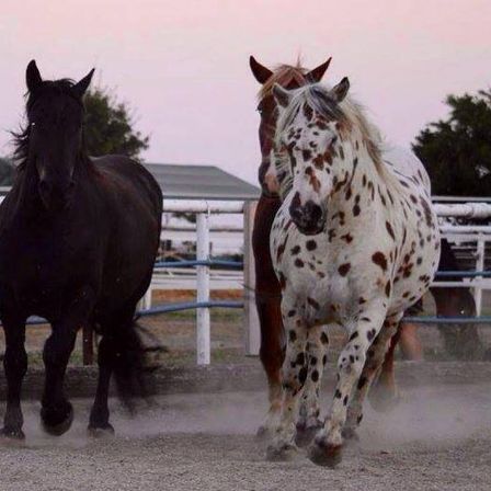 Bild enthält, Andalusian Horse, Animal, Horse, Mammal, Stallion, Colt Horse