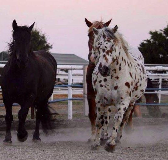 Bild enthält, Andalusian Horse, Animal, Horse, Mammal, Stallion, Colt Horse