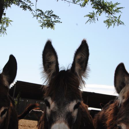 Bild enthält, Animal, Donkey, Mammal, Horse