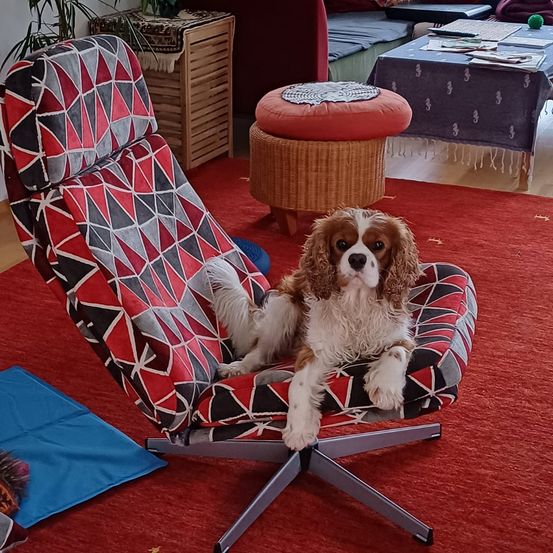 Bild enthält, Furniture, Animal, Canine, Mammal, Pet, Dog, Dog Bed