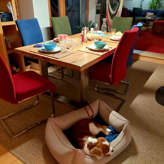 Bild enthält, Furniture, Table, Dining Table, Dining Room, Chair, Canine, Dog, Cup, Home Decor, Wood