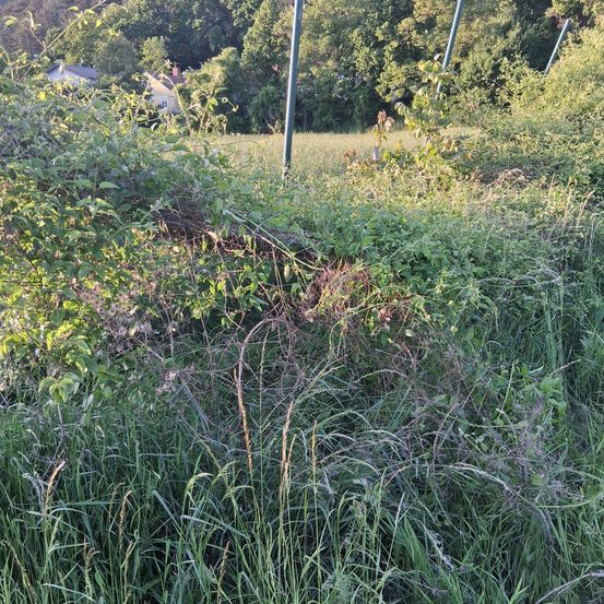 Ein dicht bewachsenes Feld mit hohem Gras, Pflanzen und umgestürzten Ästen. Ein Haus ist im Hintergrund zwischen Bäumen zu sehen.