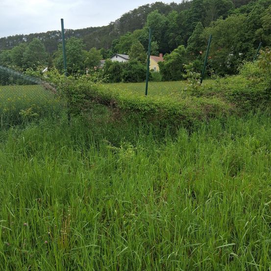 Ein offenes Grasfeld mit einigen Büschen und einem entfernten Haus. Bäume und Grünflächen sind im Hintergrund zu sehen.