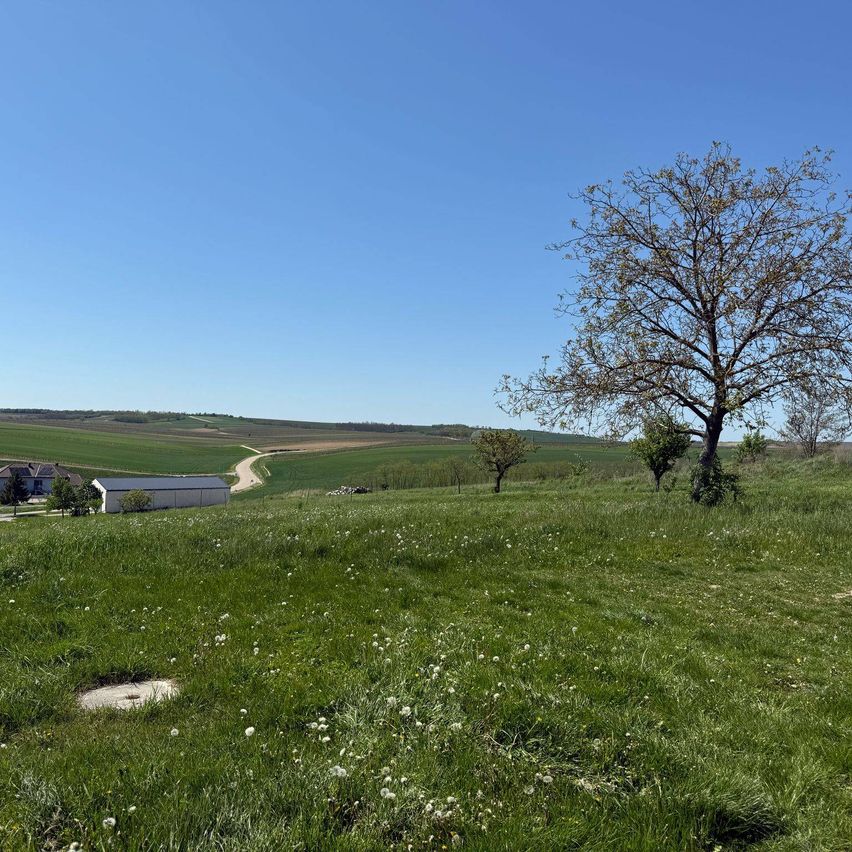 Ein weites grünes Feld mit einem Baum und einem Haus in der Ferne unter einem klaren blauen Himmel.