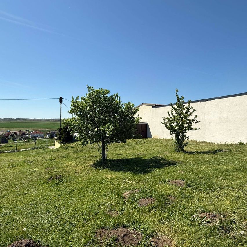 Ein Rasenbereich mit zwei Bäumen und einem weißen Gebäude im Hintergrund unter einem klaren blauen Himmel.