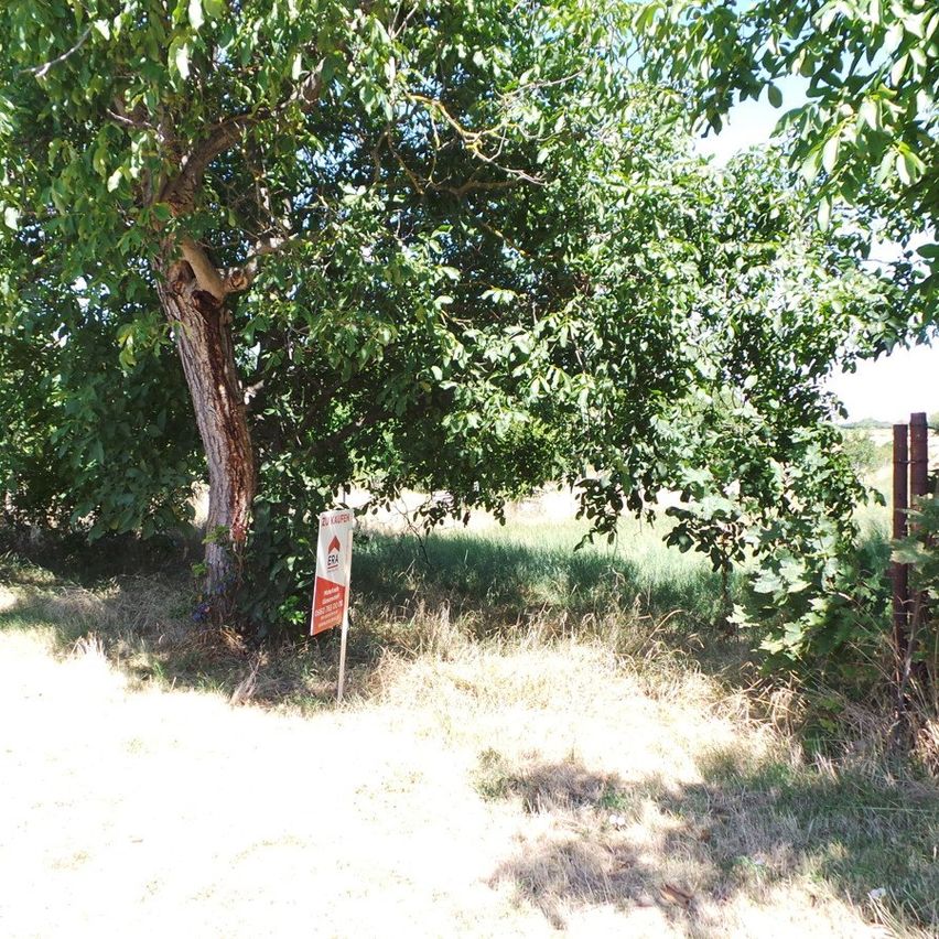 Ein Baum mit einem Schild in einem Grasfeld mit einem Zaun im Hintergrund. Das Schild ist rot und weiß mit Text und Zahlen.