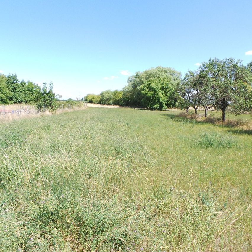 Ein breites, grünbewachsenes Feld mit klarem blauem Himmel, Bäumen und Büschen im Hintergrund.