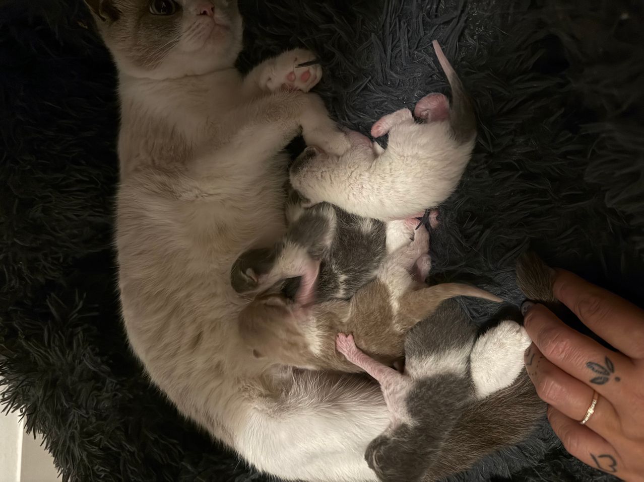Eine Mutterkatze liegt mit ihren vier Kätzchen auf einer dunklen Oberfläche. Die Kätzchen sind weiß und grau und schauen alle in verschiedene Richtungen.