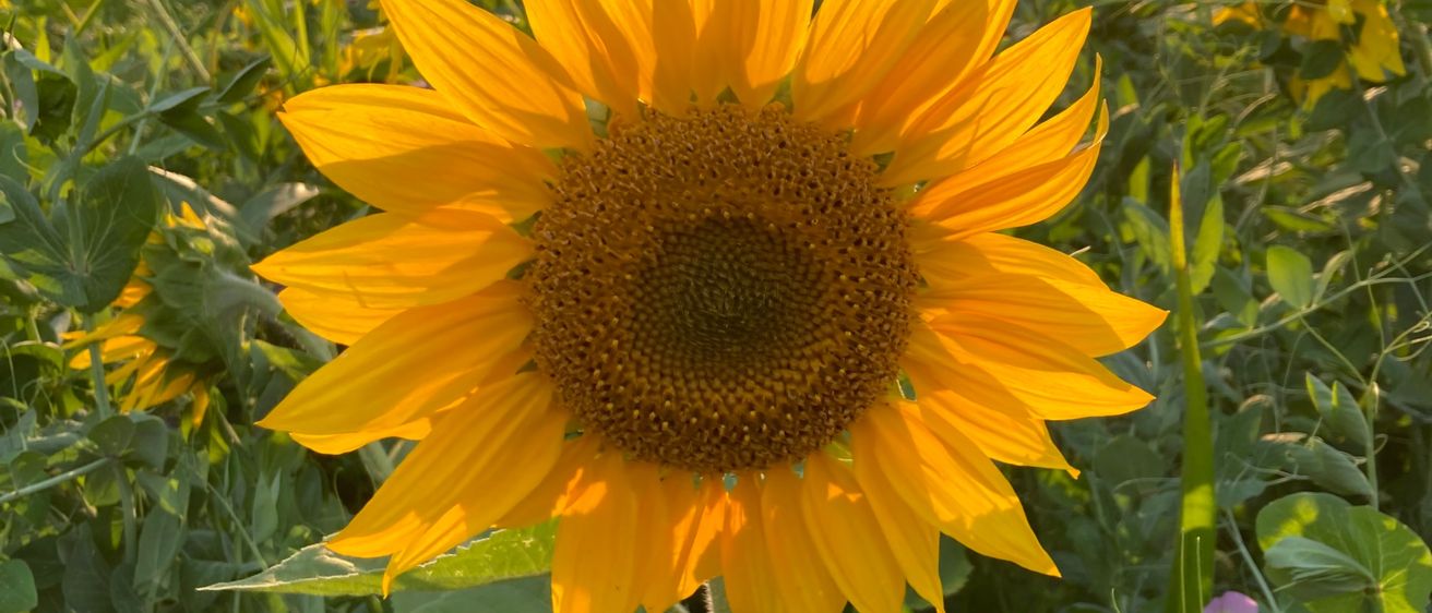 Bild enthält, Flower, Plant, Sunflower, Petal, Daisy, Vegetation, Field, Outdoors, Nature