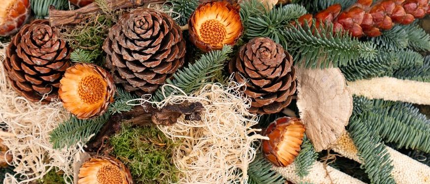 Bild enthält, Plant, Tree, Conifer, Fir, Pine, Fungus, Larch, Flower, Rose