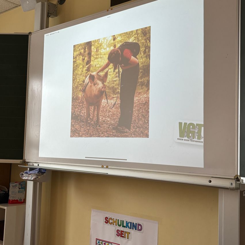 A projector screen shows a photo of a person petting a pig in a forest. The photo is displayed on a white screen.