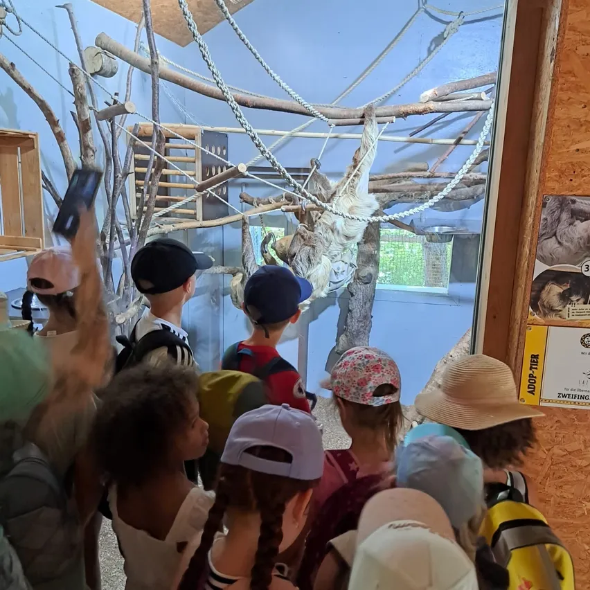 Eine Gruppe von Kindern in Hüten schaut auf einen Faultier, der in einer Zoo-Ausstellung von einem Baum hängt.