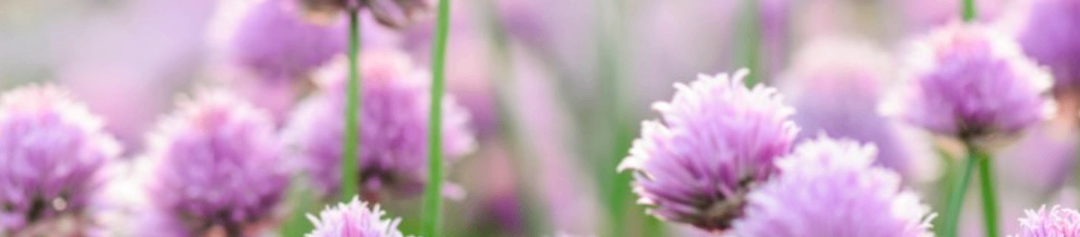 Eine Nahaufnahme von lila Blüten mit grünen Stielen, leicht verschwommen, wahrscheinlich in einem Garten oder Feld.