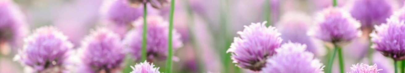 Eine Nahaufnahme von lila Blüten mit grünen Stielen, leicht verschwommen, wahrscheinlich in einem Garten oder Feld.