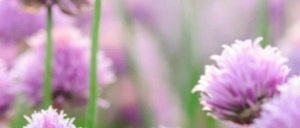 Eine Nahaufnahme von lila Blüten mit grünen Stielen, leicht verschwommen, wahrscheinlich in einem Garten oder Feld.