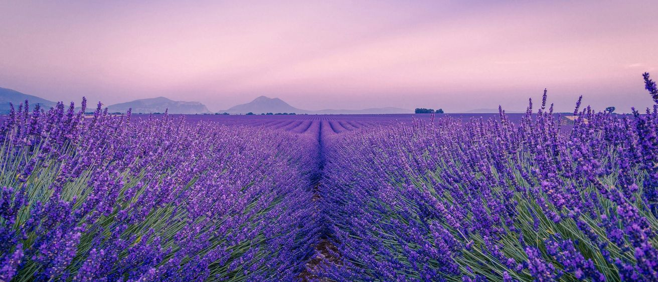 Ein riesiges Lavendelfeld unter einem ruhigen Abendhimmel mit Bergen in der Ferne. Die Blumen stehen in voller Blüte und werfen einen lila Farbton.