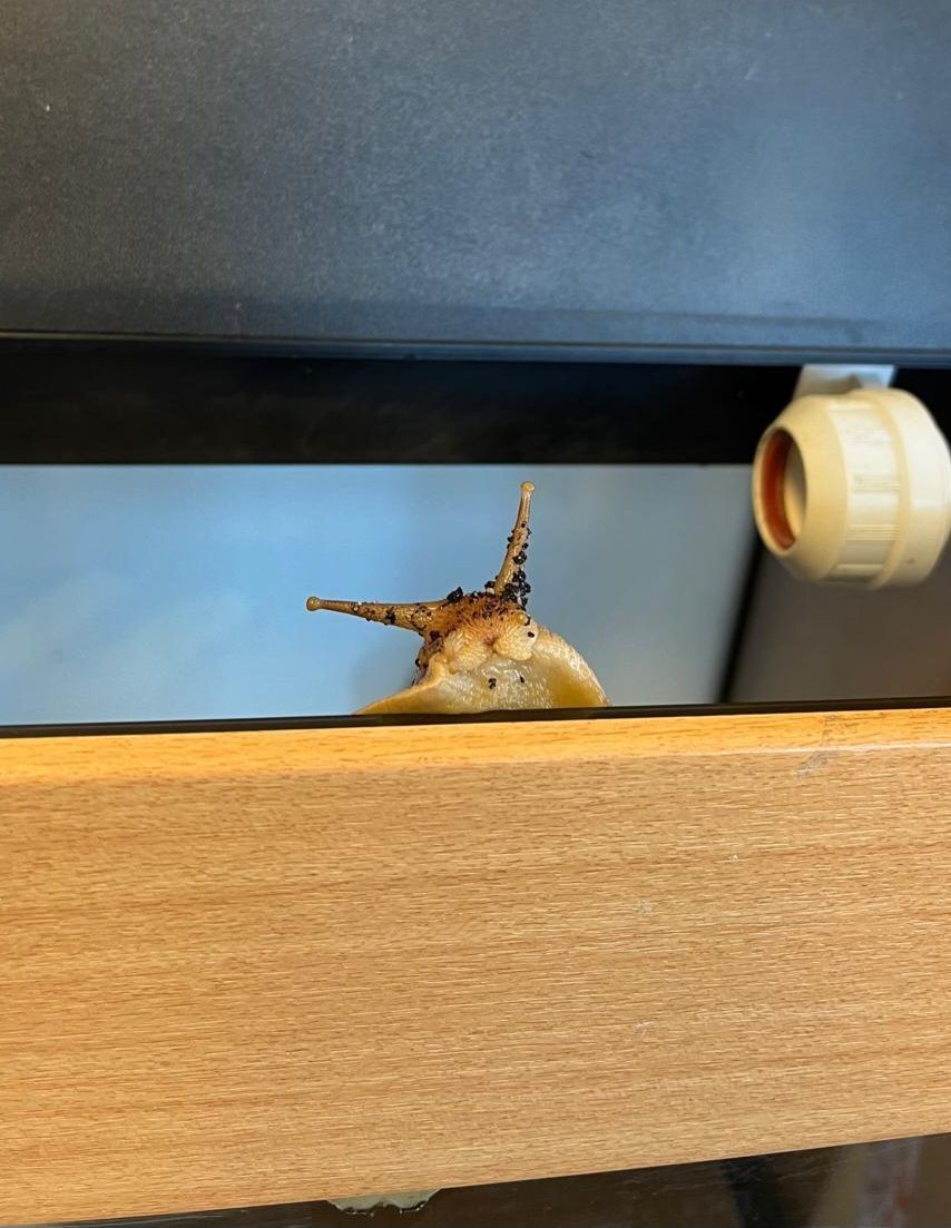 A snail with a damaged shell crawls on a wooden surface, with a yellow cap visible in the background.