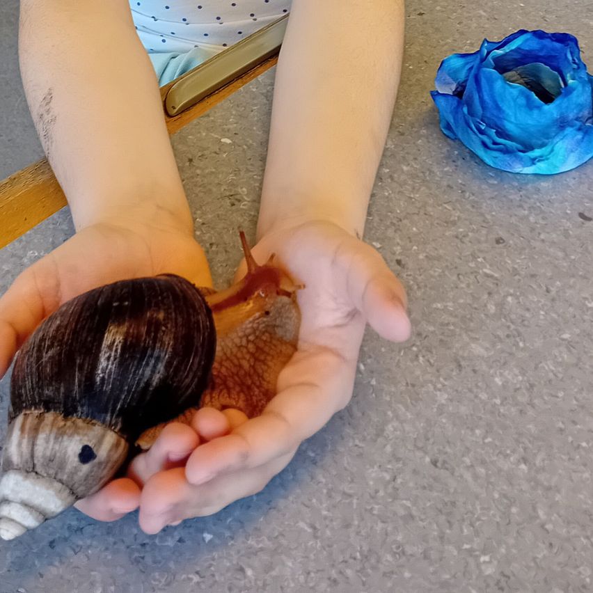 A person holds a snail in their hands, and a blue fabric is visible on the right.