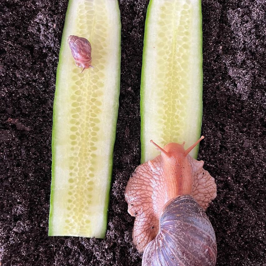 Two cucumber slices lay flat on a soil surface. One slice has a snail and another has a small snail on it.