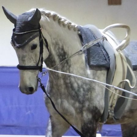 Bild enthält, Andalusian Horse, Animal, Horse, Mammal, Stallion