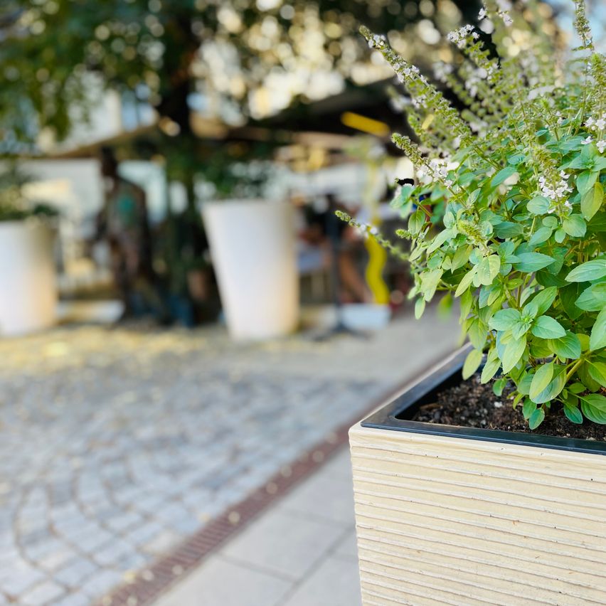 Ein hölzerner Pflanzenkasten auf einem Bürgersteig ist mit einer grünen Pflanze gefüllt, mit weißen Blüten, neben einem verschwommenen Hintergrund eines Baumes und eines Gebäudes.