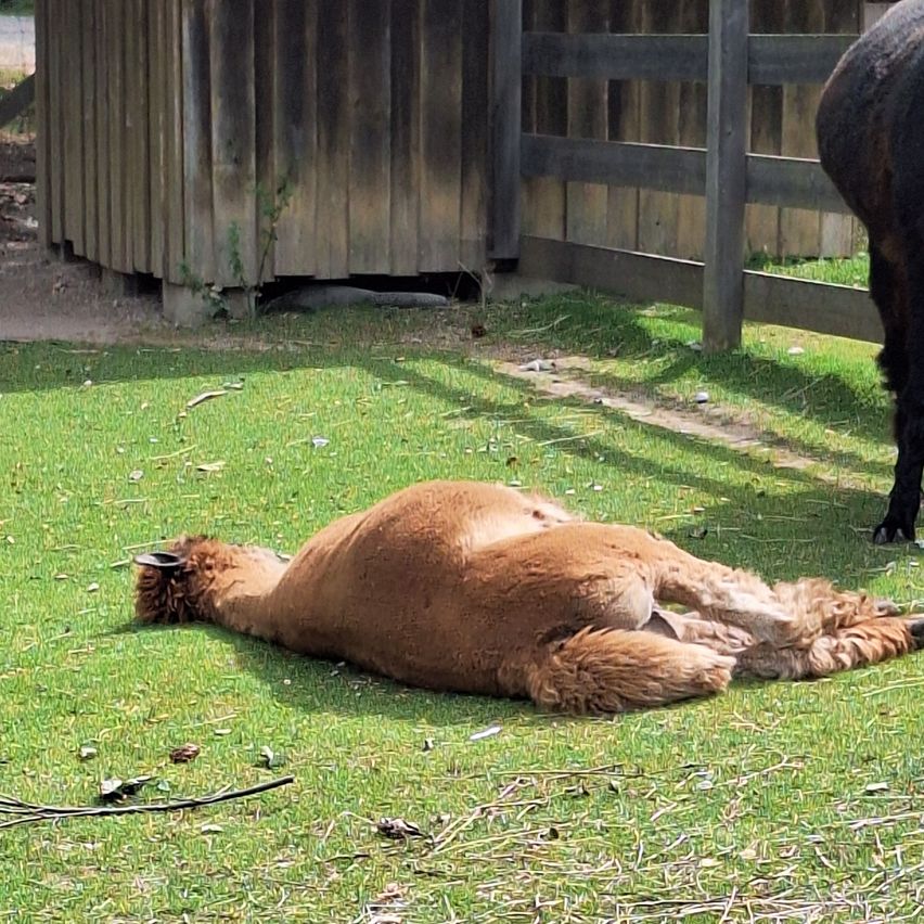 Ein braunes Alpaka liegt auf seiner Seite auf einem Grasfeld neben einem Holzzaun, wobei ein anderes Alpaka teilweise im Hintergrund zu sehen ist.