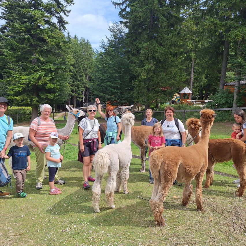 Eine Gruppe von Menschen versammelt sich in einem Park mit Alpakas. Einige von ihnen halten die Alpakas an ihren Leinen fest. Die Alpakas stehen auf dem Grasboden. In der Ferne gibt es Bäume und einen Spielplatz.
