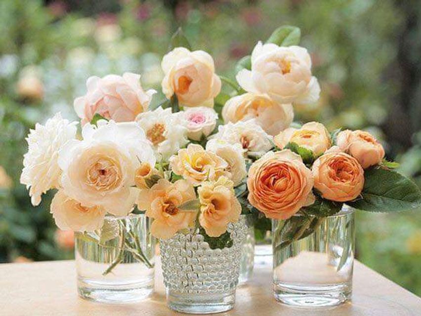 Bild enthält, Flower, Rose, Flower Arrangement, Flower Bouquet, Floral Design, Pattern, Jar, Petal, Pottery, Vase