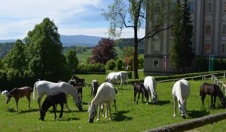 Viele Pferde grasen auf der üppigen grünen Wiese eines großen Weidelandes, mit einem großen Gebäude und üppigen Bäumen im Hintergrund.