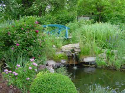 Ein ruhiger Gartenteich mit einem kleinen Wasserfall und einer blauen Brücke, umgeben von üppigem Grün, rosa und lila Blumen und einem Steinweg.