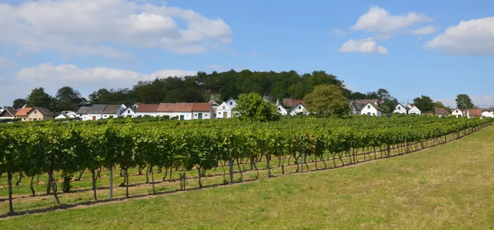 Ein Weinberg unter einem teilweise bewölkten Himmel mit mehreren Häusern im Hintergrund, einige mit roten Dächern.
