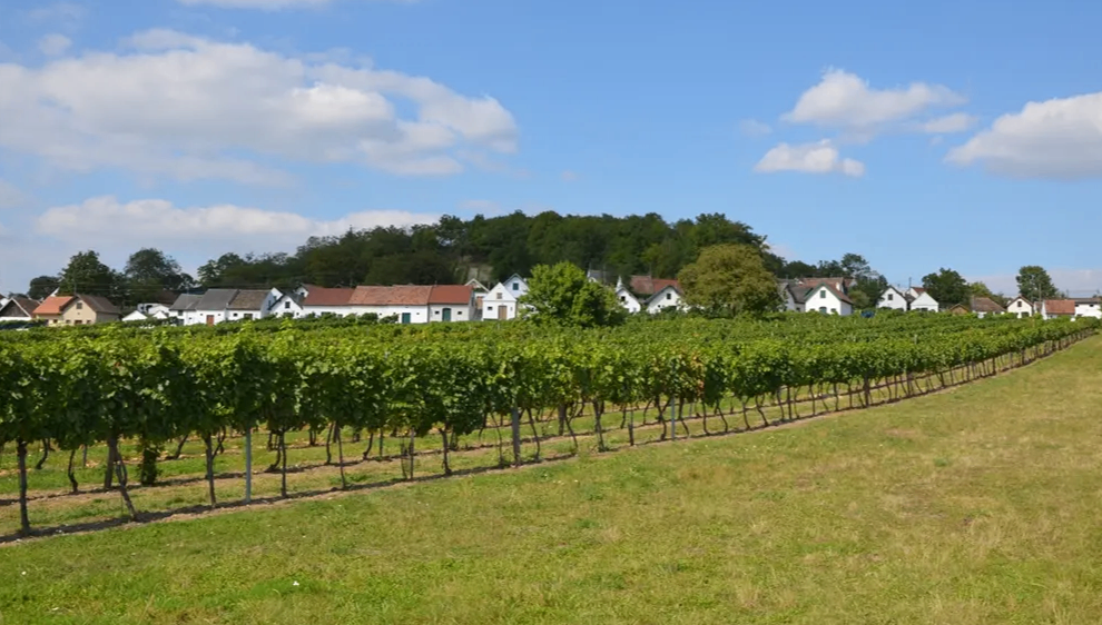 Ein Weinberg unter einem teilweise bewölkten Himmel mit mehreren Häusern im Hintergrund, einige mit roten Dächern.